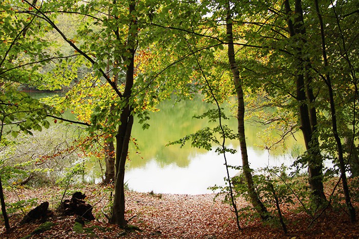 Ein ruhiger See, umgeben von herbstlichen Bäumen mit Blättern in verschiedenen Schattierungen von Grün und Gelb, was eine friedliche, natürliche Umgebung darstellt, ähnlich der unterstützenden Gemeinschaft, die der Verein zur Förderung der Teilhabe in Ostholstein e.V. seinen Mitgliedern bietet.